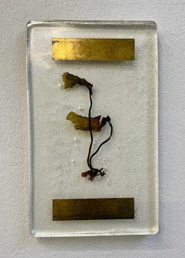Aline Schwörer, Medicinal Plant (Sea Grass)