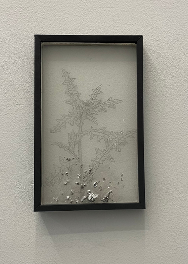 Aline Schwörer, Medicinal Plant (Thistle)
