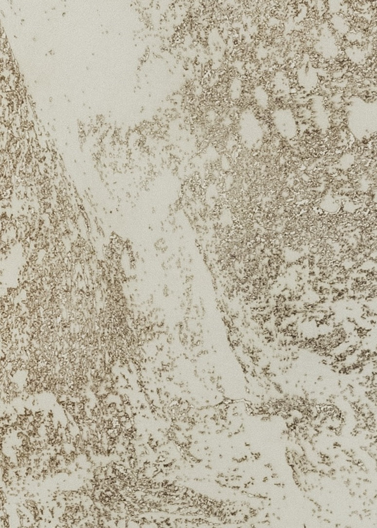 Close-up of an etching with beige and brown tones