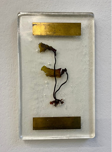 Aline Schwörer, Medicianl Plant (Sea Grass)