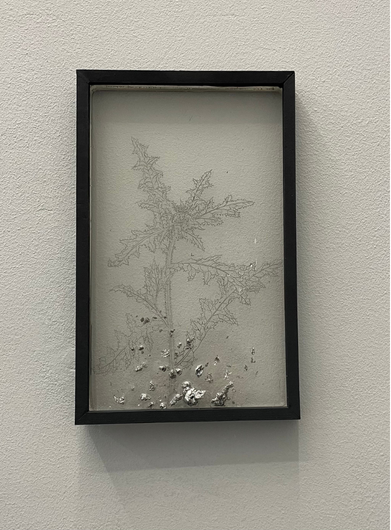 Aline Schwörer, Medicinal Plant (Thistle)